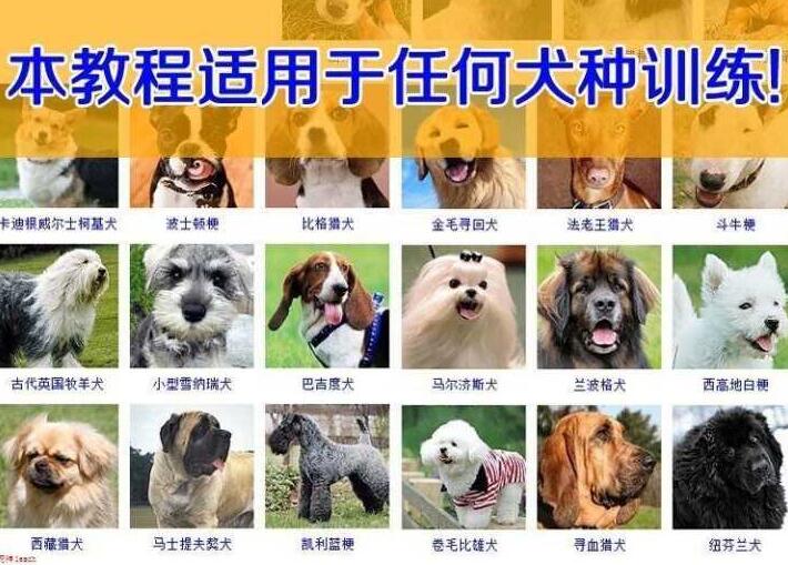 训犬/训狗教程视频，狗狗技能训练视频教学第1张